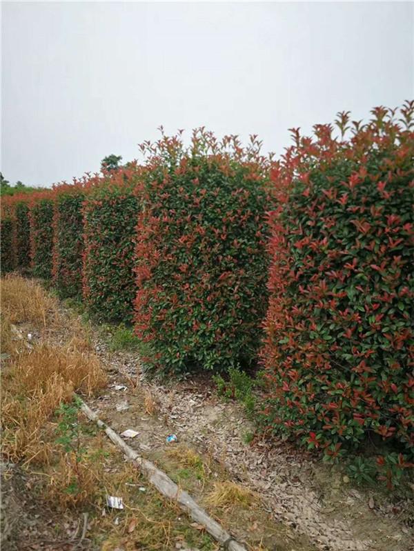 红叶石楠柱图片